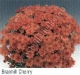 branhill cherry.jpg